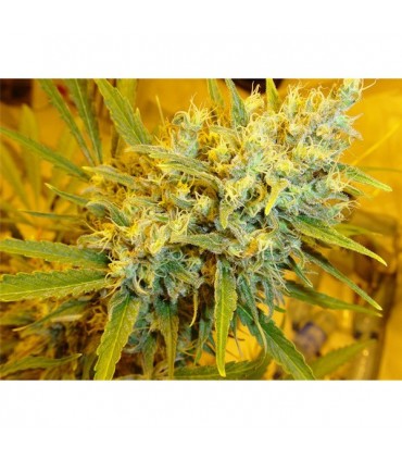 Critical Haze (Critical Mass x Afghan Haze)15 u. reg Mr. Nice Ed. Limitada