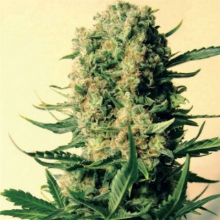 Critical Skunk 15 u. reg. Mr. Nice
