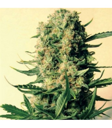 Critical Skunk 15 u. reg. Mr. Nice