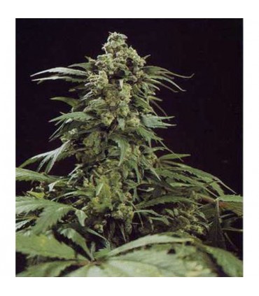 G13 x Widow 15 u. reg. Mr. Nice