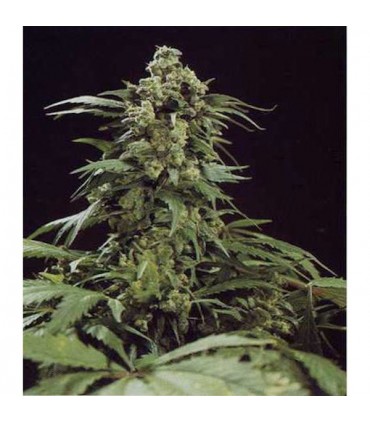 G13 x Skunk  15 u. reg. Mr. Nice