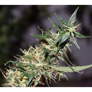 Mango Haze 15 u. reg. Mr. Nice