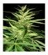 Master Kaze (Master Kush Skunk x Afghan Haze) 15 u. reg. Mr. Nice Ed. Limitada