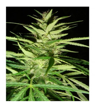 Master Kaze (Master Kush Skunk x Afghan Haze) 15 u. reg. Mr. Nice Ed. Limitada