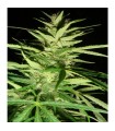 Master Kaze (Master Kush Skunk x Afghan Haze) 15 u. reg. Mr. Nice Ed. Limitada