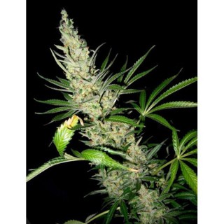 Master Kush x Skunk 15 u. reg. Mr. Nice