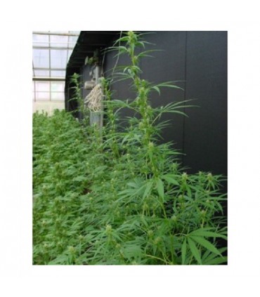 Neville's Haze Mango (Nevilles's Haze x Mando) 15 u. reg. Mr. Nice Ed. Limitada