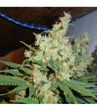 NL5 Haze 15 u. reg. Mr. Nice