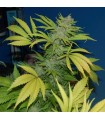 NH5-National Health Service (NL5 / Haze x Skunk) 15 u. reg. Mr. Nice Ed. Limitada