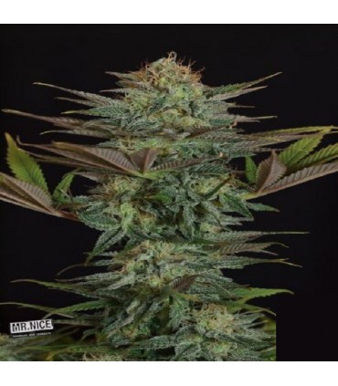 NL5 Skunk 15 u. reg. Mr. Nice