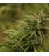 Neville's Skunk (Neville's Haze x Afghan Skunk) 15 u. reg. Mr. Nice Ed. Limitada