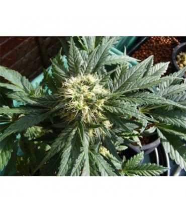 Ortega 15 u. reg. Mr. Nice