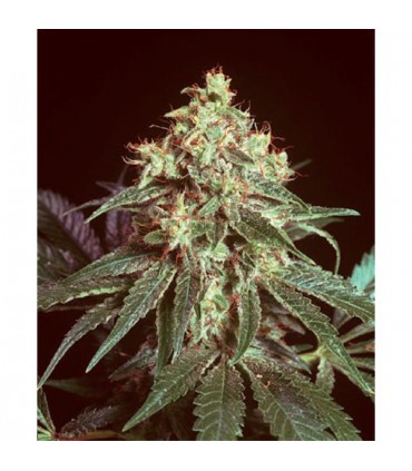 Devil 15 u. reg. Mr. Nice