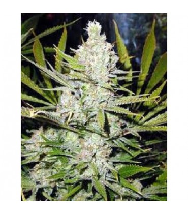 Skunk Haze 15 u. reg. Mr. Nice