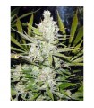 Skunk Haze 15 u. reg. Mr. Nice