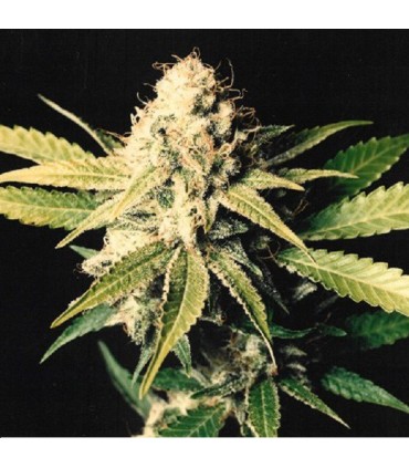 Shark Shock 15 u. reg. Mr. Nice