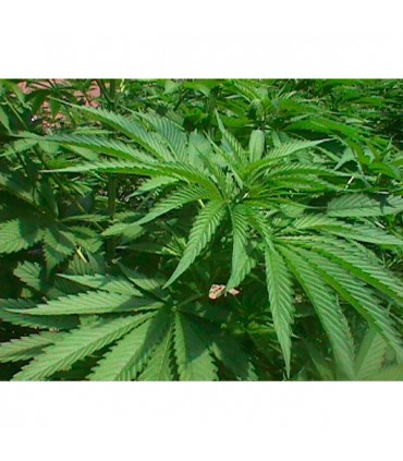 Walkabout 15 u. reg. Mr.Nice