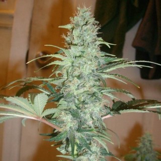 Super Skunk  10 u. reg. Nirvana