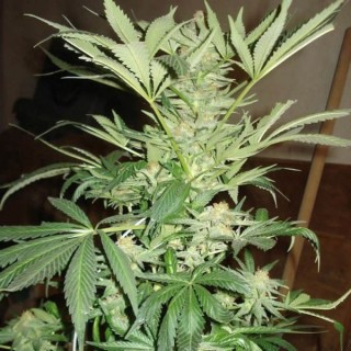 White Rhino  10 u. reg. Nirvana