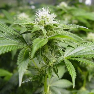 White Widow  10 u. reg. Nirvana
