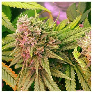 Bubblelicious  10 u. reg. Nirvana