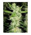 Jock Horror  10 u. reg.  The Sativa SeedBank