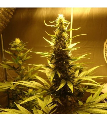 AK 48 -  10 u. reg. Nirvana