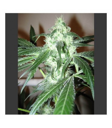 Ice  10 u. reg. Nirvana