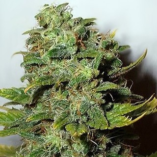 Mango Skunk  10 u. reg. Nirvana