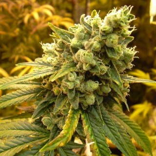 Sativa's Sour Diesel  10 u. reg. Nirvana