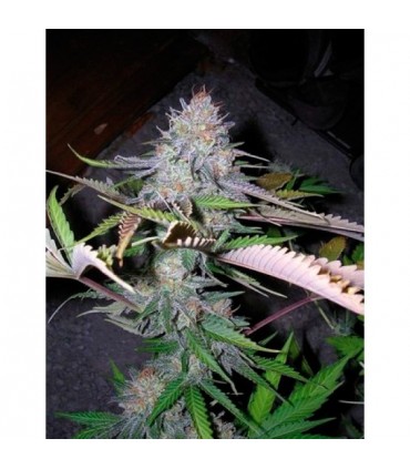 Blackjack  10 u. reg. The Sativaseed Bank