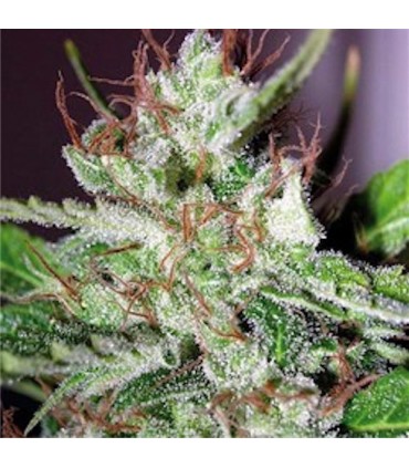 Eldorado  10 u. reg. The Sativaseed Bank