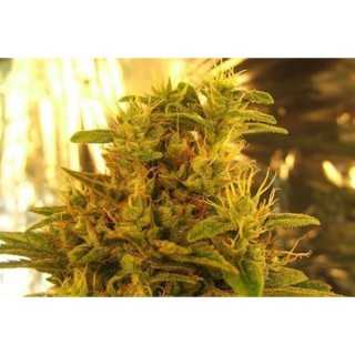 Haze nº1  10 u. reg. NIrvana