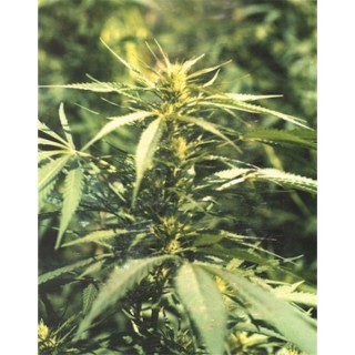 Hawaii Maui Waui  10 u. reg. The Sativaseed Bank