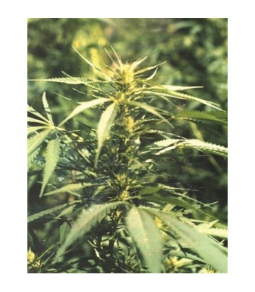 Hawaii Maui Waui  10 u. reg. The Sativaseed Bank