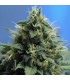 N.Y.P.D 10 u. reg. The Sativa SeedBank