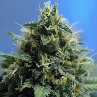 N.Y.P.D  10 u. reg. The Sativa SeedBank