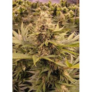 Raspberry Cough  10 u. reg. The Sativaseed Bank