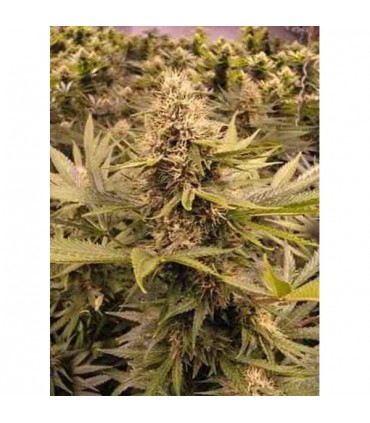 Raspberry Cough  10 u. reg. The Sativaseed Bank