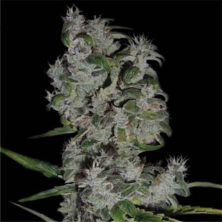 Royal Flush  10 u. reg. The Sativaseed Bank