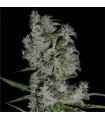 Royal Flush  10 u. reg. The Sativaseed Bank