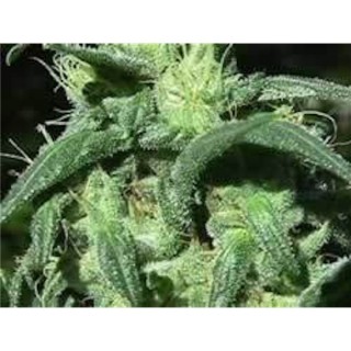 Sterling Haze  10 u. reg. The Sativaseed Bank