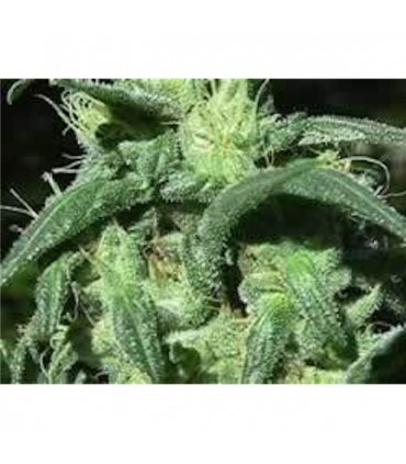 Sterling Haze  10 u. reg. The Sativaseed Bank
