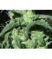 Sterling Haze  10 u. reg. The Sativaseed Bank