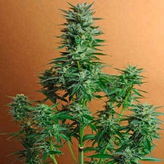 Snow White  10 u. reg. Nirvana