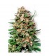 Skunk N1 - 10 u. reg. Dutch Passion