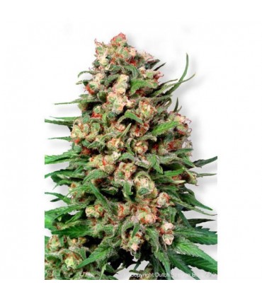 Skunk N1 -  10 u. reg. Dutch Passion