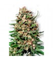 Skunk N1 -  10 u. reg. Dutch Passion