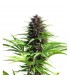 Shaman 10 u. reg. Dutch Passion