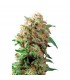 Mazar 10 u. reg. Dutch Passion